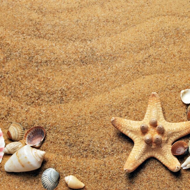 immagine sabbia, conchiglie, stella marina